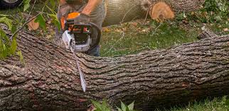 Best Tree Removal  in Leisure Village West, NJ