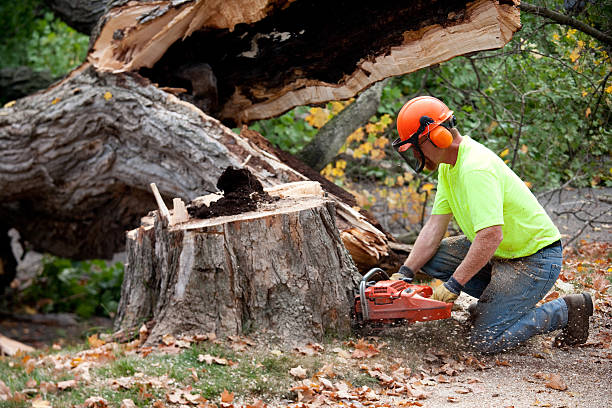 Best Tree and Shrub Care  in Leisure Village West, NJ