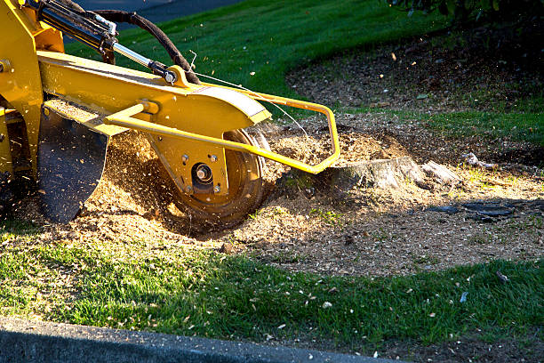 Best Pest Control for Lawns  in Leisure Village West, NJ