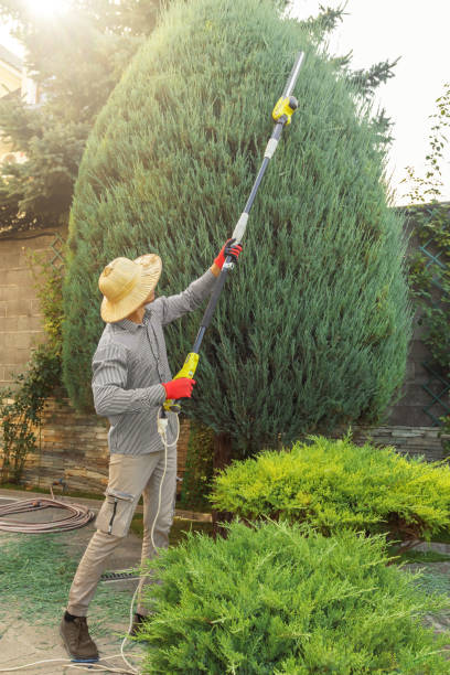 Best Sod Installation  in Leisure Village West, NJ