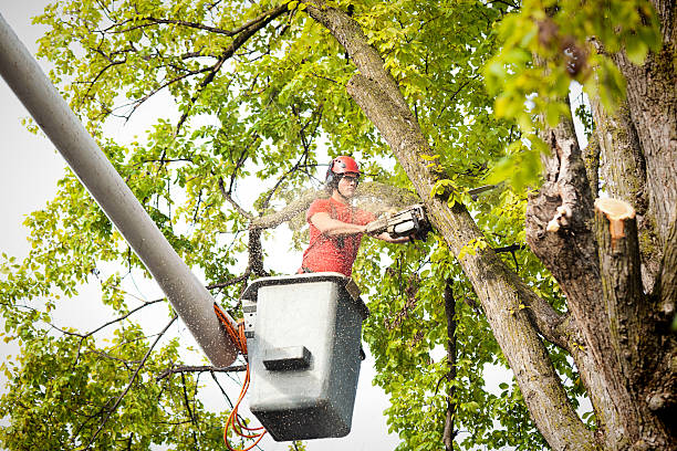 Best Arborist Consultation Services  in Leisure Village West, NJ