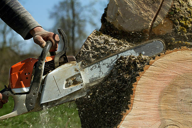 Best Commercial Tree Services  in Leisure Village West, NJ